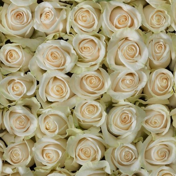 ROSA VENDELA A2 35 CM
