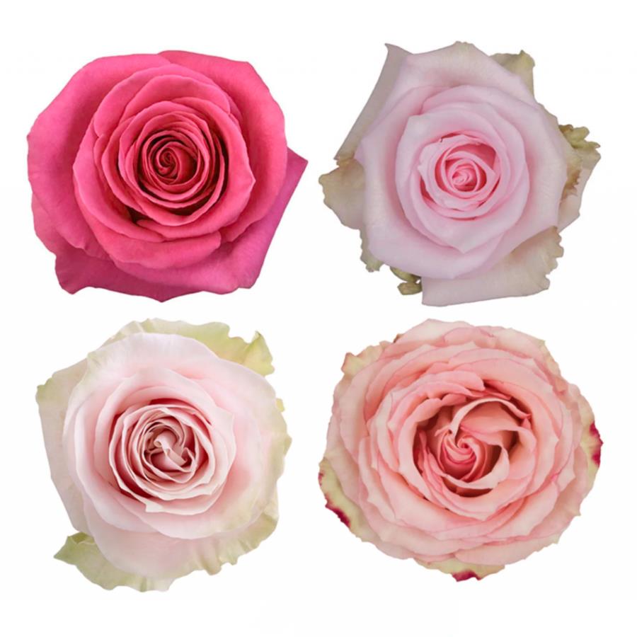 ROSA MY PINK STD 40 CM