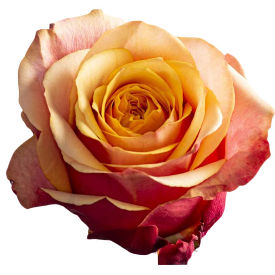 ROSA CHERRY BRANDY 40