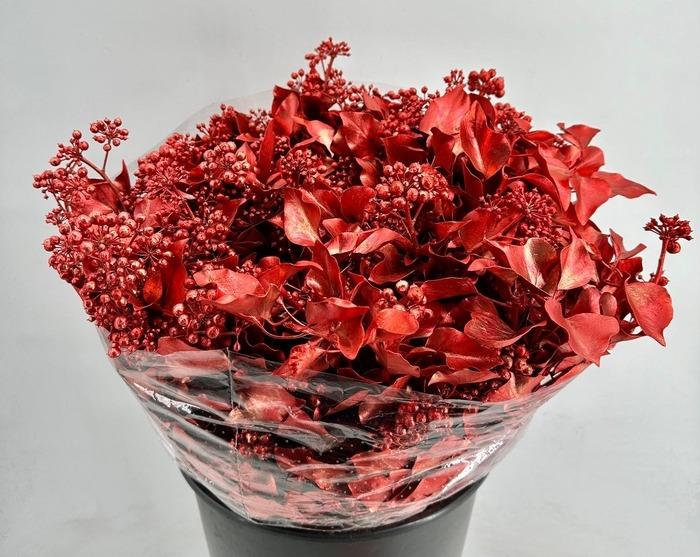 HEDERA ARBOREA PINTADA METAL ROJO