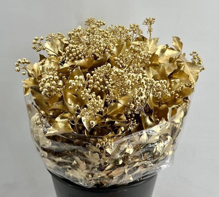 HEDERA ARBOREA PINTADA ORO