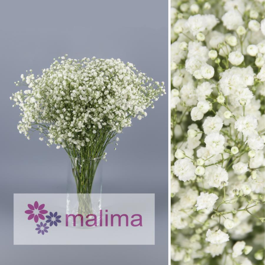 PANICULATA XLENCE MA 20GR (BOUQUET)
