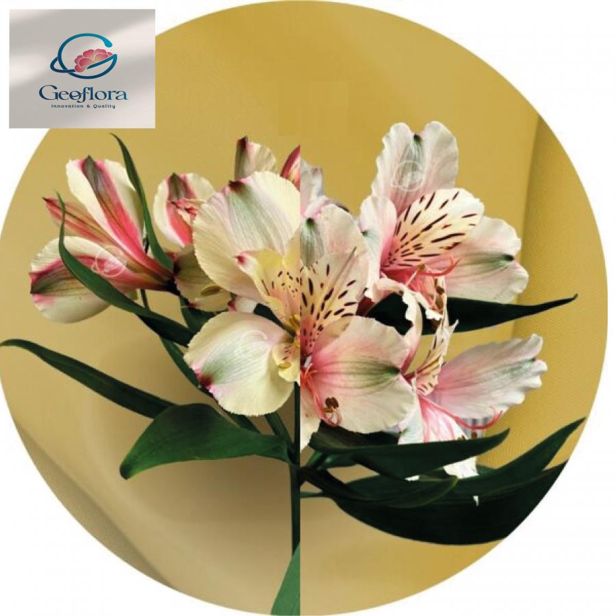 ALSTROEMERIA CHAMPAGNE FANCY