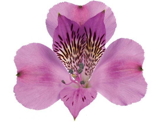 ALSTROEMERIA MORADA FANCY