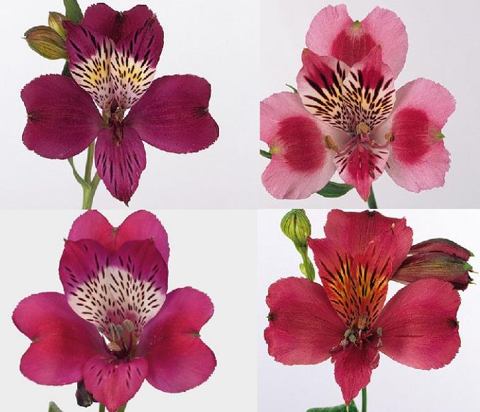 ALSTROEMERIA FUCSIA FANCY