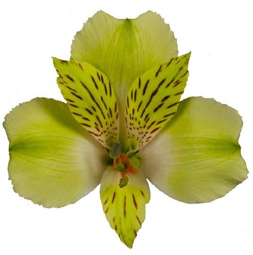 ALSTROEMERIA VERDE FANCY
