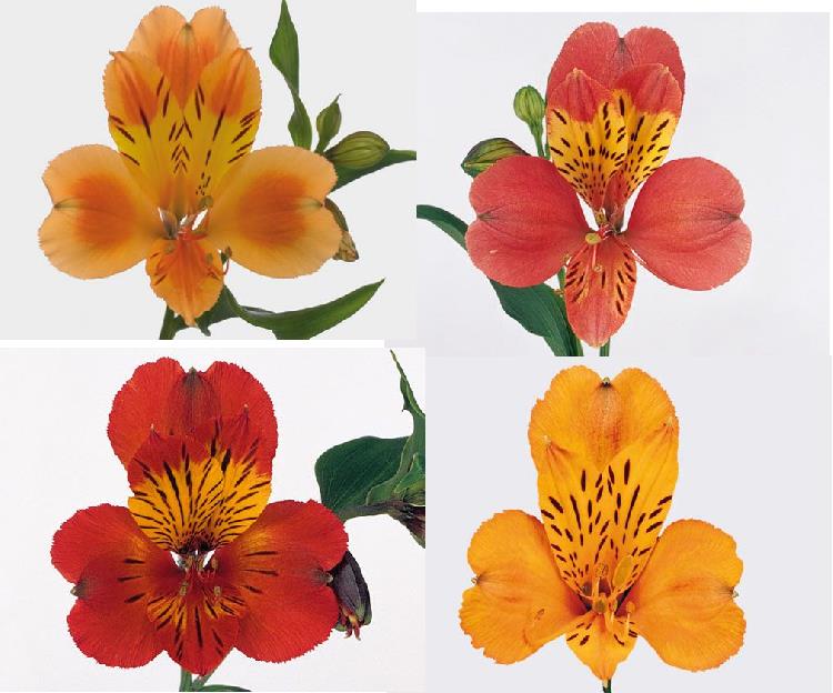 ALSTROEMERIA NARANJA FANCY