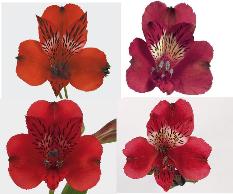 ALSTROEMERIA ROJA