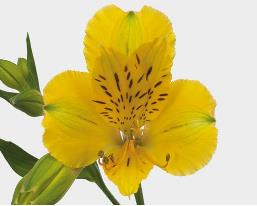 ALSTROEMERIA AMARILLA FANCY