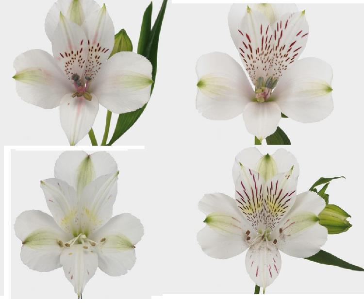ALSTROEMERIA BLANCA FANCY