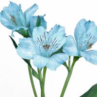 ALSTROEMERIA AZUL CLARO