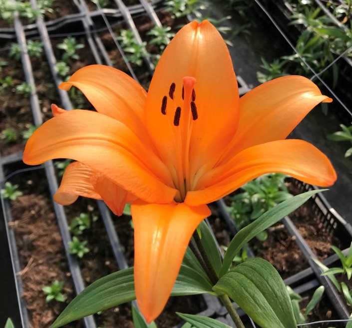 LILIUM NARANJA