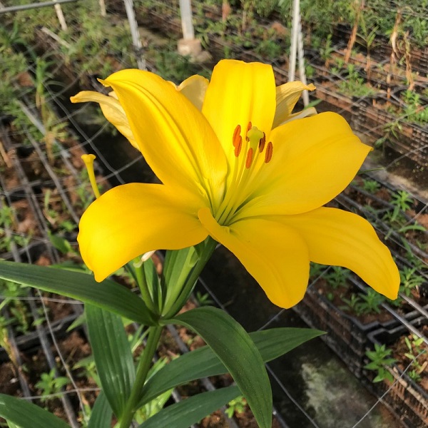 LILIUM AMARILLO