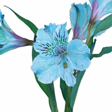 ALSTROEMERIA PAINTED BLUE