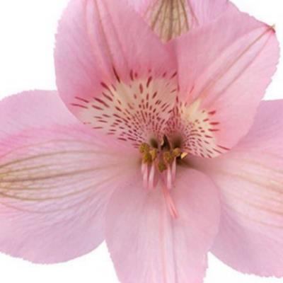 ALSTROEMERIA DUBAI BLANCO/ROSA