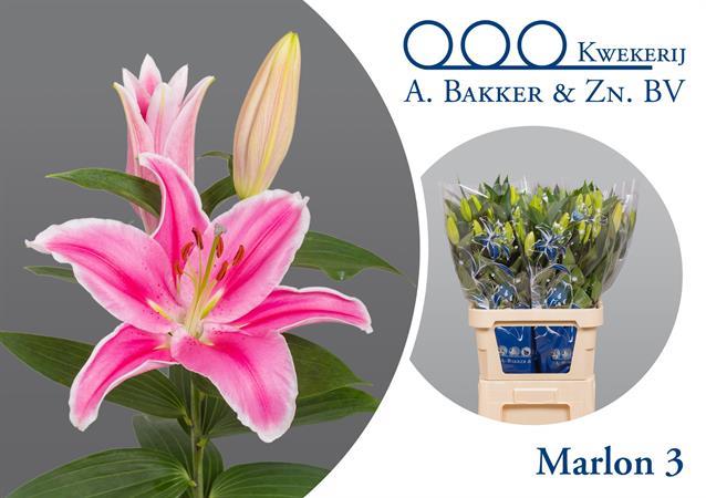 LILIUM OR MARION UNIFLORA