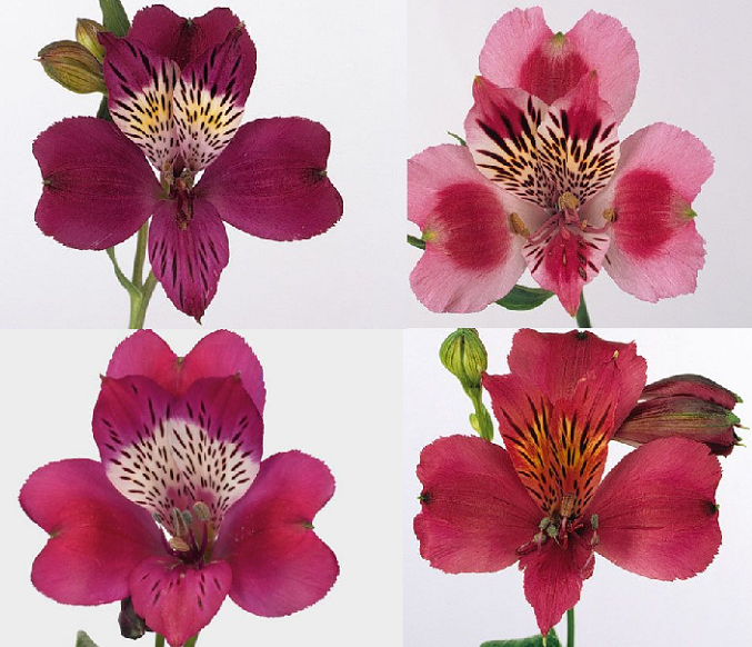 ALSTR FUCSIA