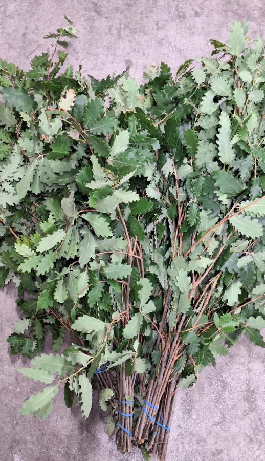 ROBLE QUERCUS HUMILIS