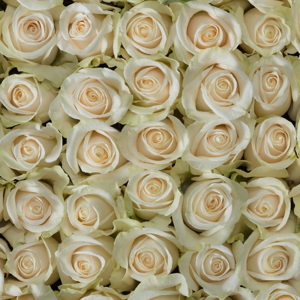 ROSA VENDELA 40CM