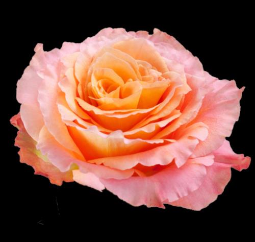 ROSA FREE SPIRIT 50 CM