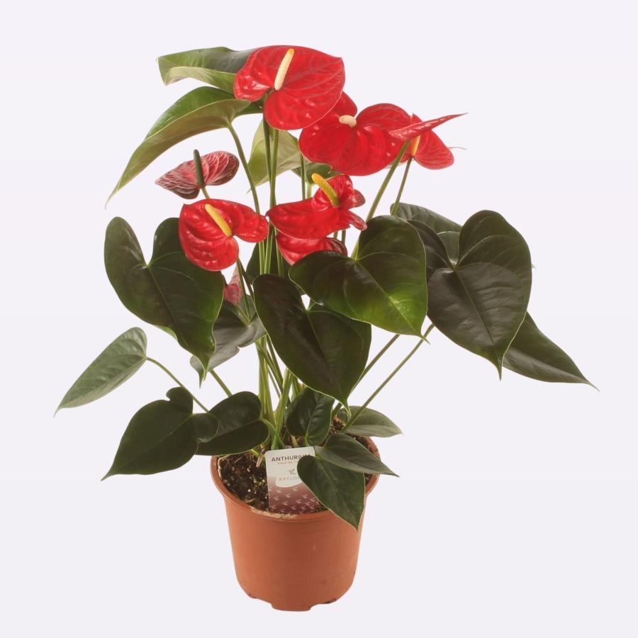 ANTHURIUM EASY RED PRO 6 FLO ROJO Ø17-65