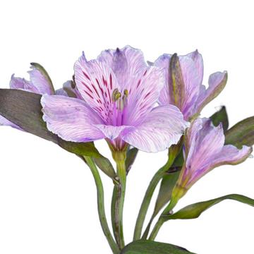 ALSTROMERIA TEÑIDO LAVANDER