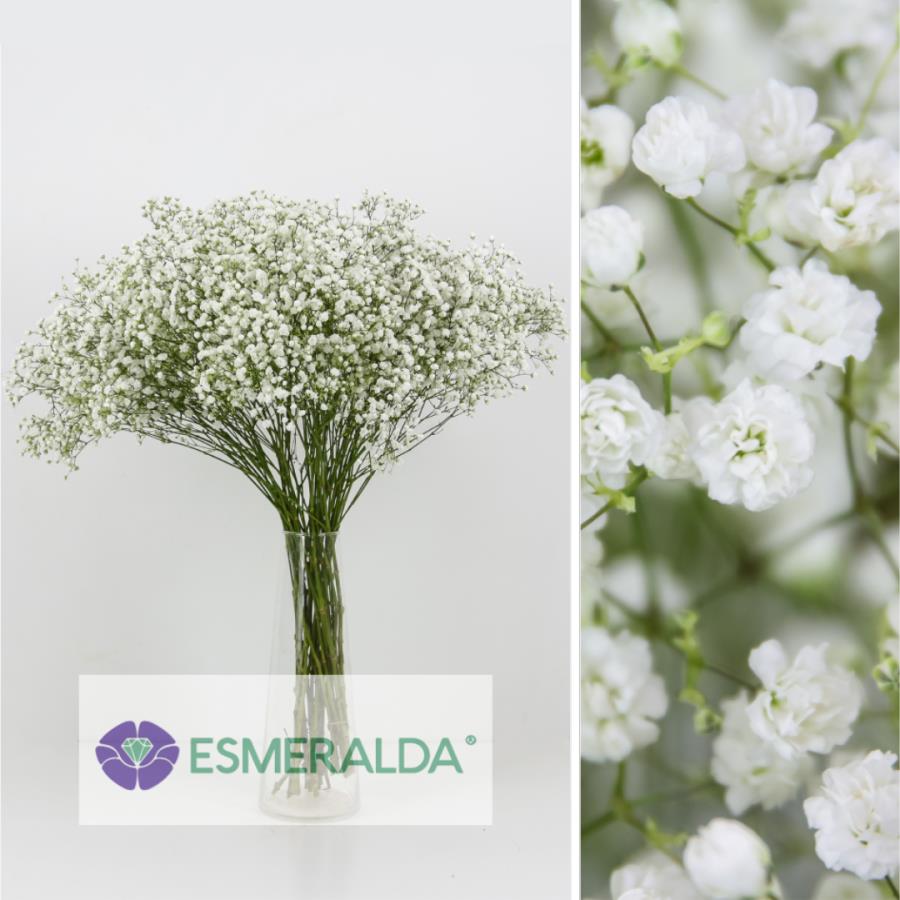 PANICULATA XLENCE EC 25 GR